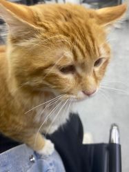 -唐朝造型·甄选