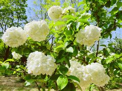 -合肥三国新城遗址公园