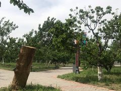 -御林古桑园