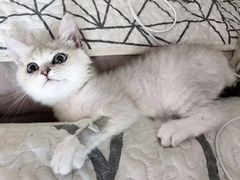 -宠爱国际动物医院· 猫科· 外科·中兽医(长白店)