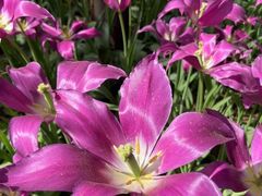 -洛阳郁金香牡丹园