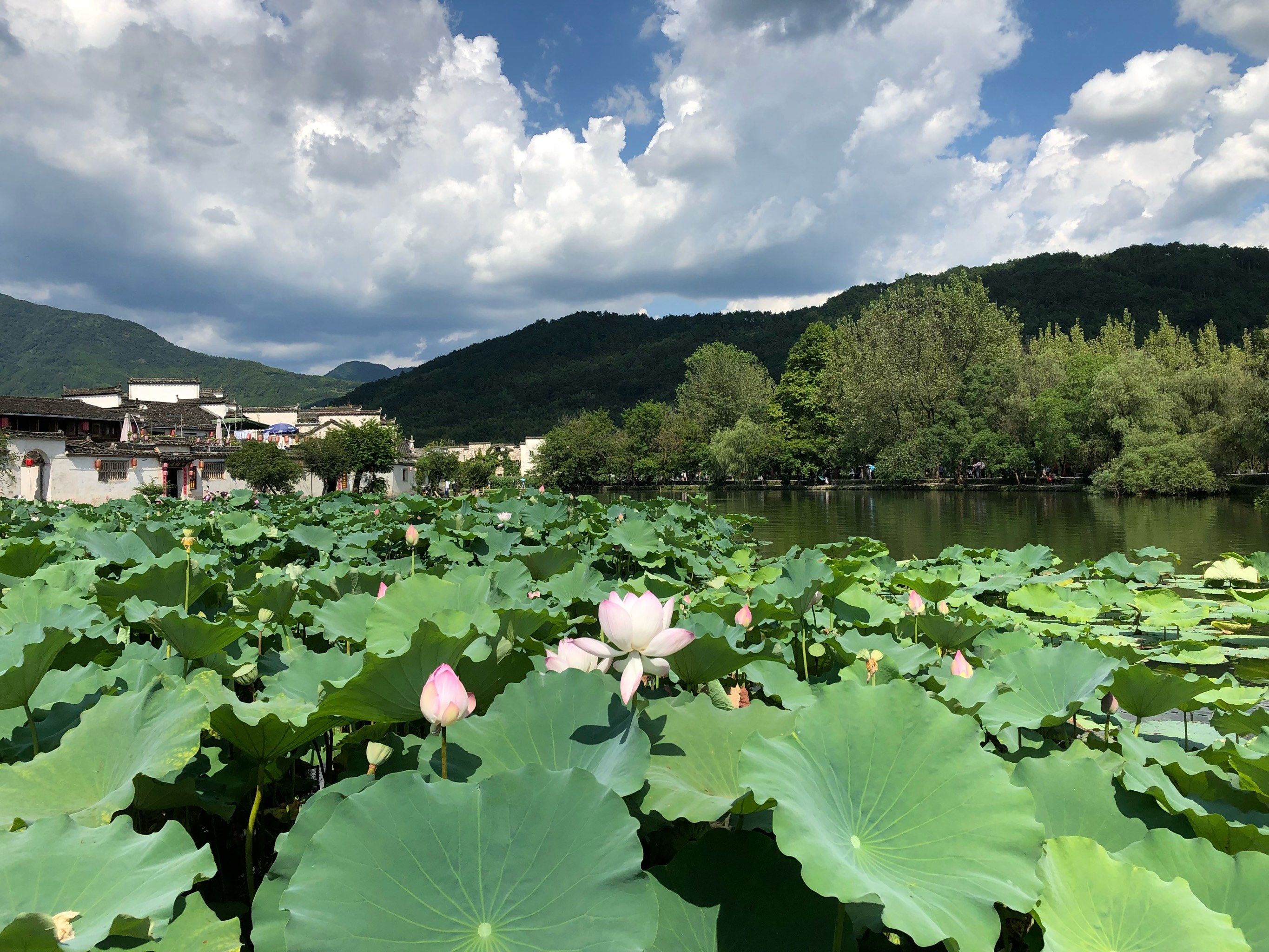 心静如水,身在画中游