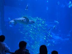 -太平洋海底世界