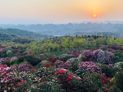 -贵州百里杜鹃风景名胜区