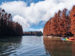 -上海海湾国家森林公园