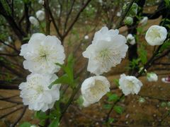 -南国桃园旅游度假区