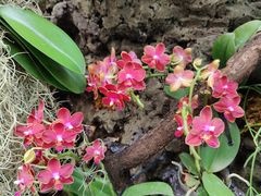 -北京植物园-展览温室