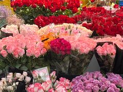 -曲阳花鸟市场(曲阳路店)