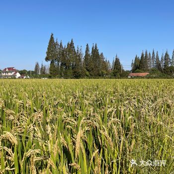 去崇明承包一亩金灿灿的稻田
