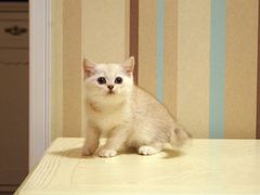 -FAELING PETS美天灵宠物(富力广场店)