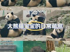 -中国大熊猫保护研究中心雅安碧峰峡基地