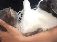 -lincat·猫舍(广州店)