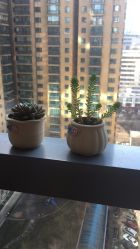 点击看大图 -北京米扬丽格医疗美容·联合丽格鼻整形中心