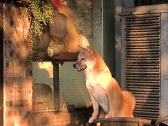 -柴犬高等学院·狗咖·柴犬售卖·宠物训练