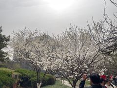 -西安青龙寺遗址景区