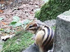 -五营红松林海景区