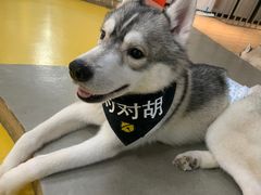 -Husky Go! 哈士奇体验馆·宠物咖啡厅狗咖