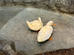 -Zoolung Zoolung动物主题公园(海信广场店)