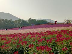 -径山花海