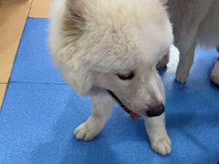 -天使宠物医院·犬猫分诊(彩虹店)