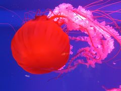 -芜湖新华联大白鲸海洋公园