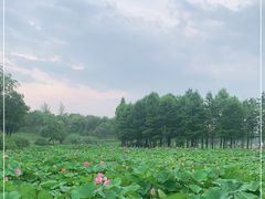 -滆湖低碳生态公园