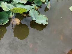 -龙头寺公园