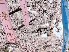 -樱花山风景区