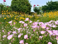 -桃花岛公园
