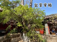 -大觉寺-停车场
