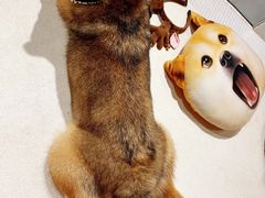 -柴务处·柴犬主题狗咖