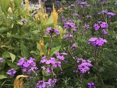 -长春公园(普阳街道)