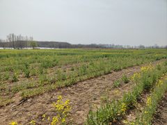 -汉长安城未央宫国家考古遗址公园