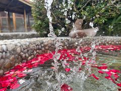 -金孔雀温泉旅游度假村