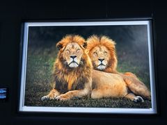 -罗红摄影艺术馆