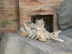 -上海野生动物园