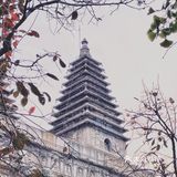 初雪已至，我却仍停留在银杏叶满枝头的秋季