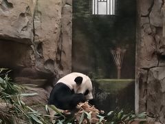 -成都动物园