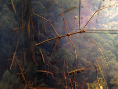 iphone_upload_pic-上海大自然野生昆虫馆