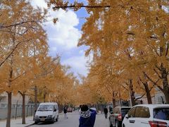 -三里屯东五街银杏大道
