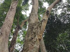 -中国科学院西双版纳热带植物园