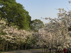 景点樱花大道-南山植物园