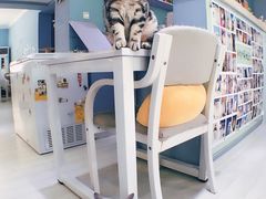 -喵的天空名猫咖啡馆·撸猫·猫舍·用品