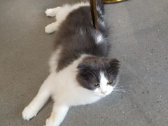 -飞行喵MR PILOT|猫舍·猫咖(静安大融城店)