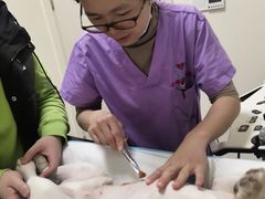 -心语宠物医院·急重症转诊中心·瑞辰华诺(南青路店)
