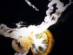 -新加坡海洋生态馆