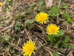 -合肥滨湖国家森林公园