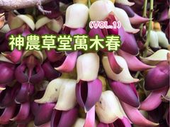 -广州神农草堂中医药博物馆