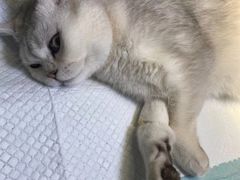 -瑞派宠物医院·24h·骨外科·皮肤科·全科宠物医疗转诊中心(沈阳浑南院)