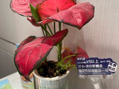 -鹿港小镇(黄金店)